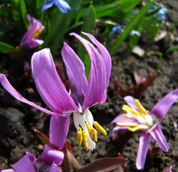 Кандык - фото цветка, посадка и уход, полезные свойства и противопоказания