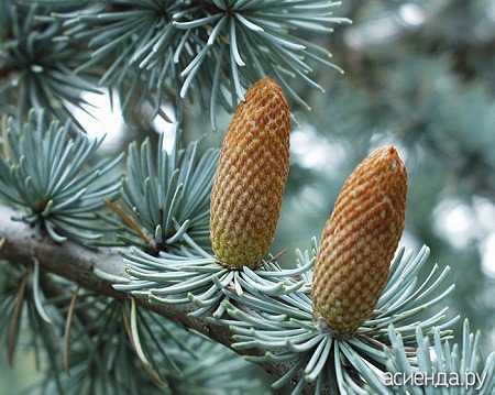 Вечнозеленое хвойное дерево кедр (Cedrus) относится к семейству Сосновые Оно обладает эффектной раскидистой кроной, а также древесиной высокой прочности Кедр довольно широко используется для озеленения парков