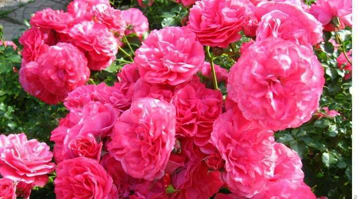 Подробное описание плетистого сорта роз розариум ютерсен