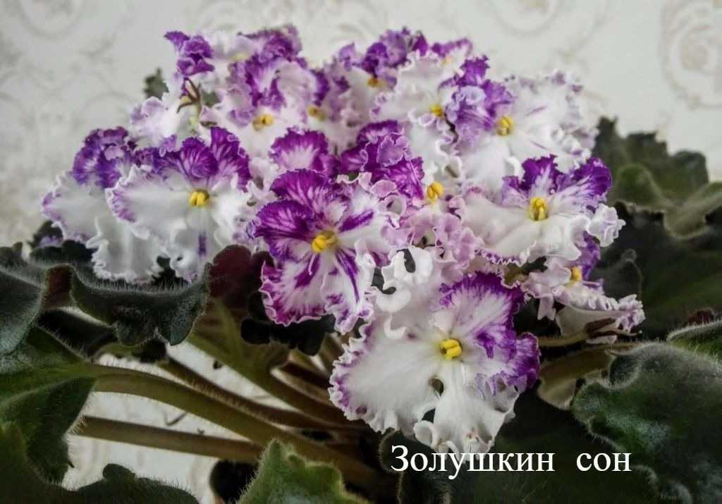 Фиалка ян менуэт (н. пуминова): домашний уход, фото и описание цветка
