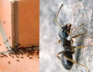Как бороться с муравьями и их муравейниками на участке? / асиенда.ру