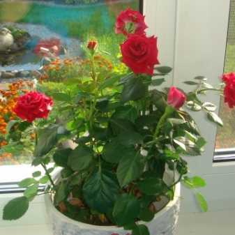 Восковой плющ или домашний цветок хойя: можно или нельзя растить дома