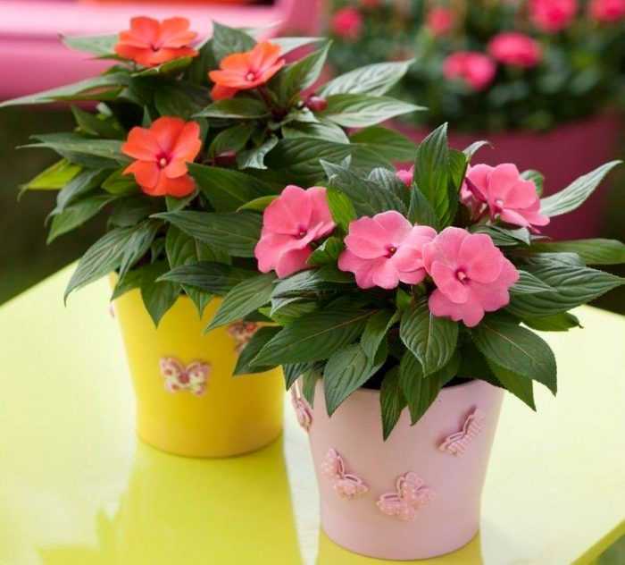 Как ухаживать за цветком бальзамин в домашних условиях Популярные сорта и виды растения (фото)