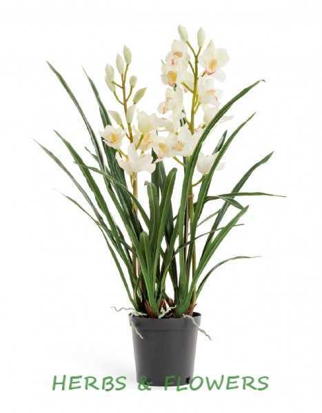 Орхидея цимбидиум – пересадка в домашних условиях