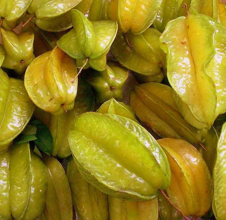 Карамбола– выращиваем экзотический фрукт из тропиков в домашних условиях