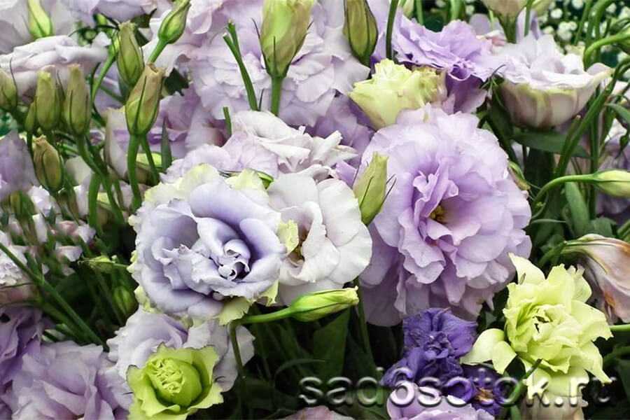 О цветах, похожих на пионы: описание и характеристики пионовидных роз