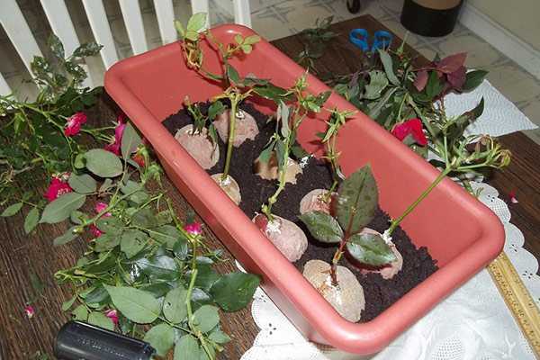Размножение роз: как размножать розы черенками осенью в домашних условиях? как укоренить черенки? как правильно посадить?
