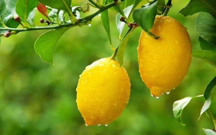 Как вырастить комнатный лимон из косточки