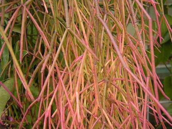 Комнатное растение кактус рипсалис: виды с фото, размножение и уход в домашних условиях