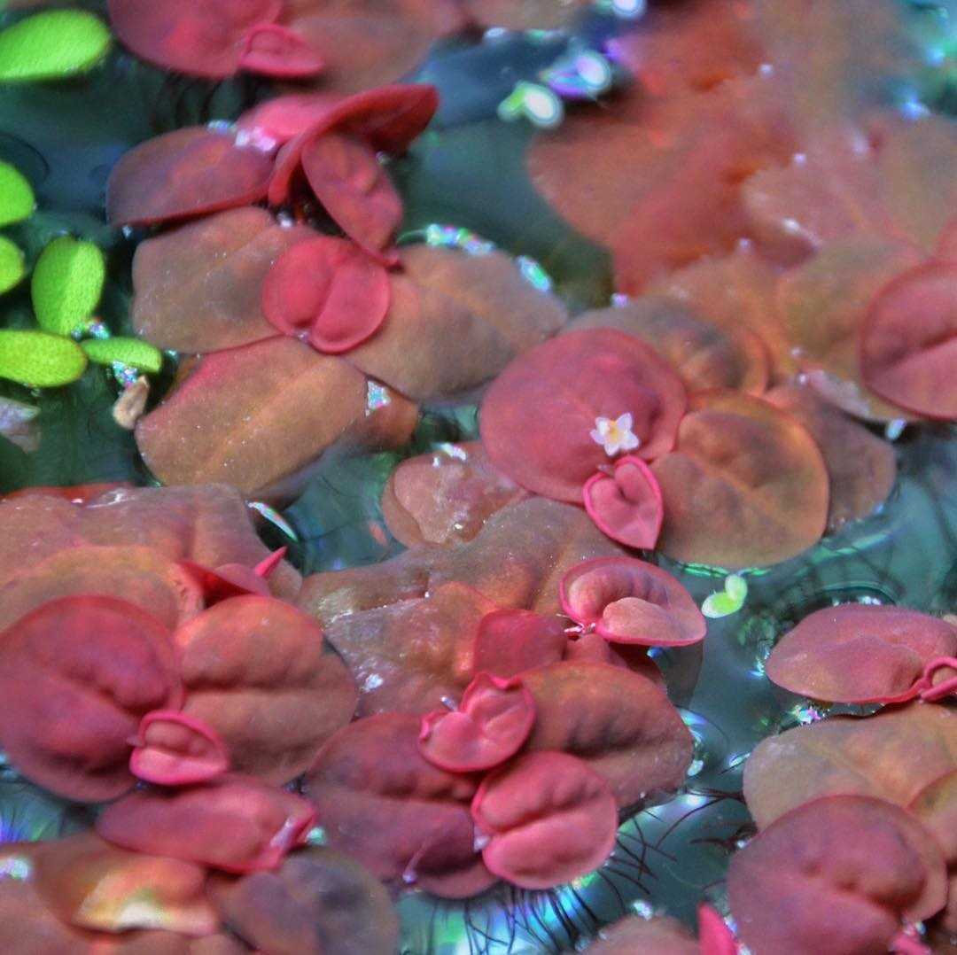 Цихлазома сальвини уход содержание описание разведение фото кормление. | аквариумные рыбки