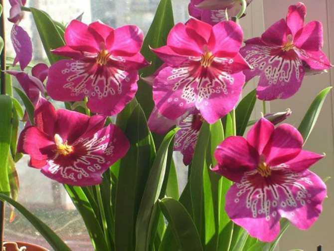 Орхидея мильтония: уход в домашних условиях, разновидности, размножение