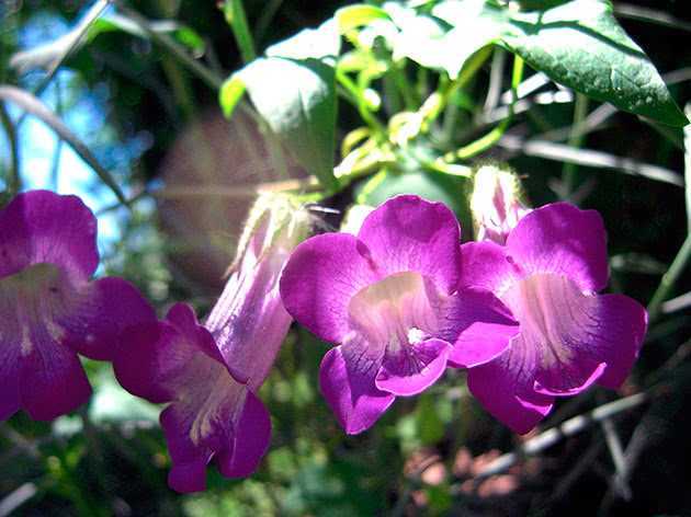 Диасция: описание, фото цветка, выращивание, посадка, уход в открытом грунте