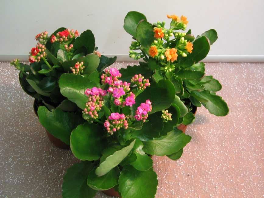 Каланхоэ (52 фото): уход за декоративным цветком в домашних условиях. как выглядит комнатное растение во время цветения?