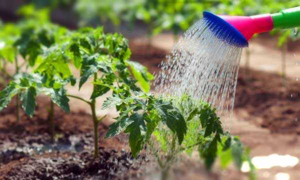 Почему растение не рекомендуется поливать холодной водой дома и в огороде, какие последствия могут быть, а также в каких случаях можно