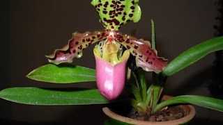 Орхидея пафиопедилум (венерин башмачок): уход и описание видов - проект "цветочки" - для цветоводов начинающих и профессионалов