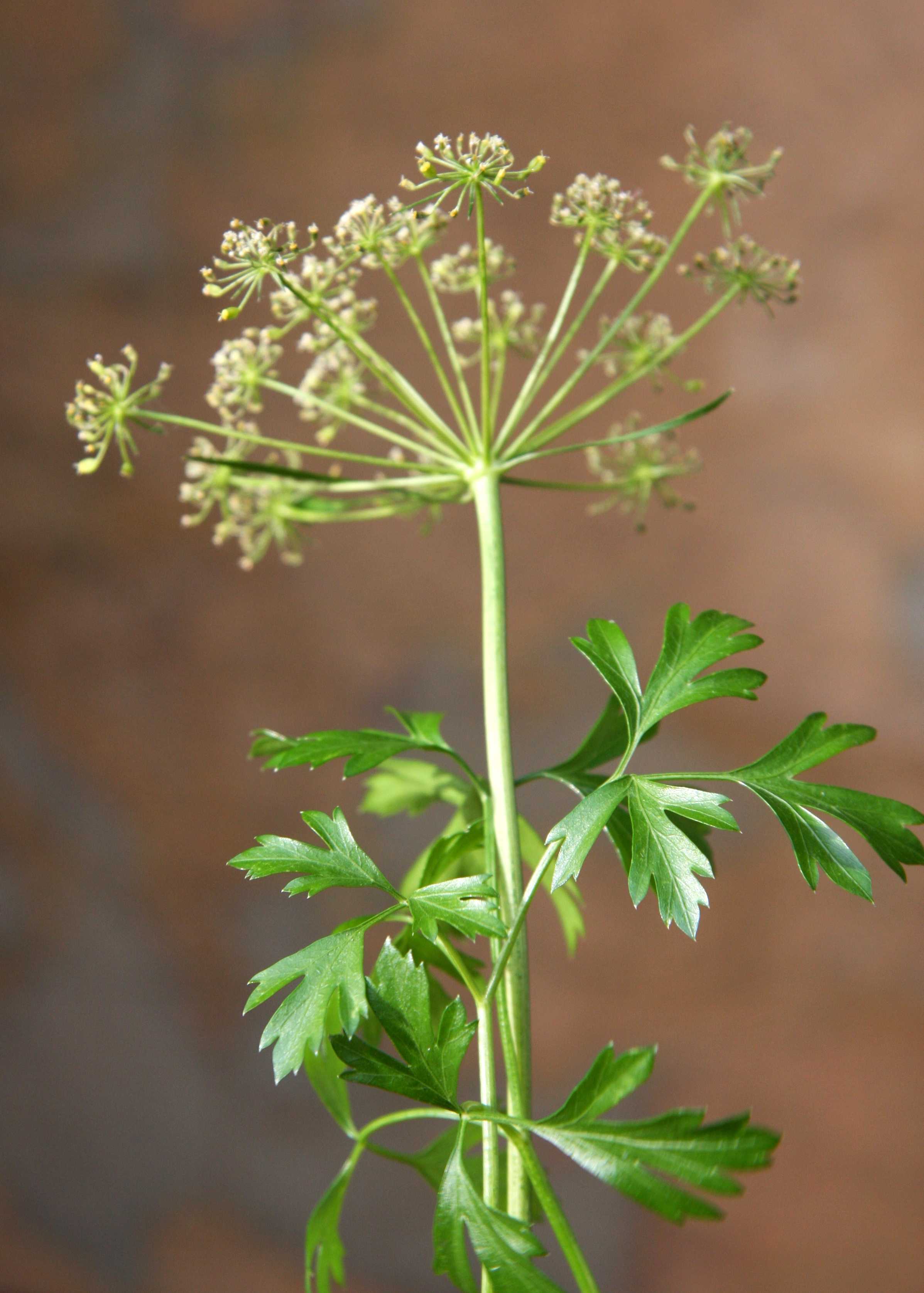 Травянистое двулетнее растение петрушка (Petroselinum) является небольшим родом, который относится к семейству Сельдерейные (Зонтичные) Родом данное растение с острова Сардиния