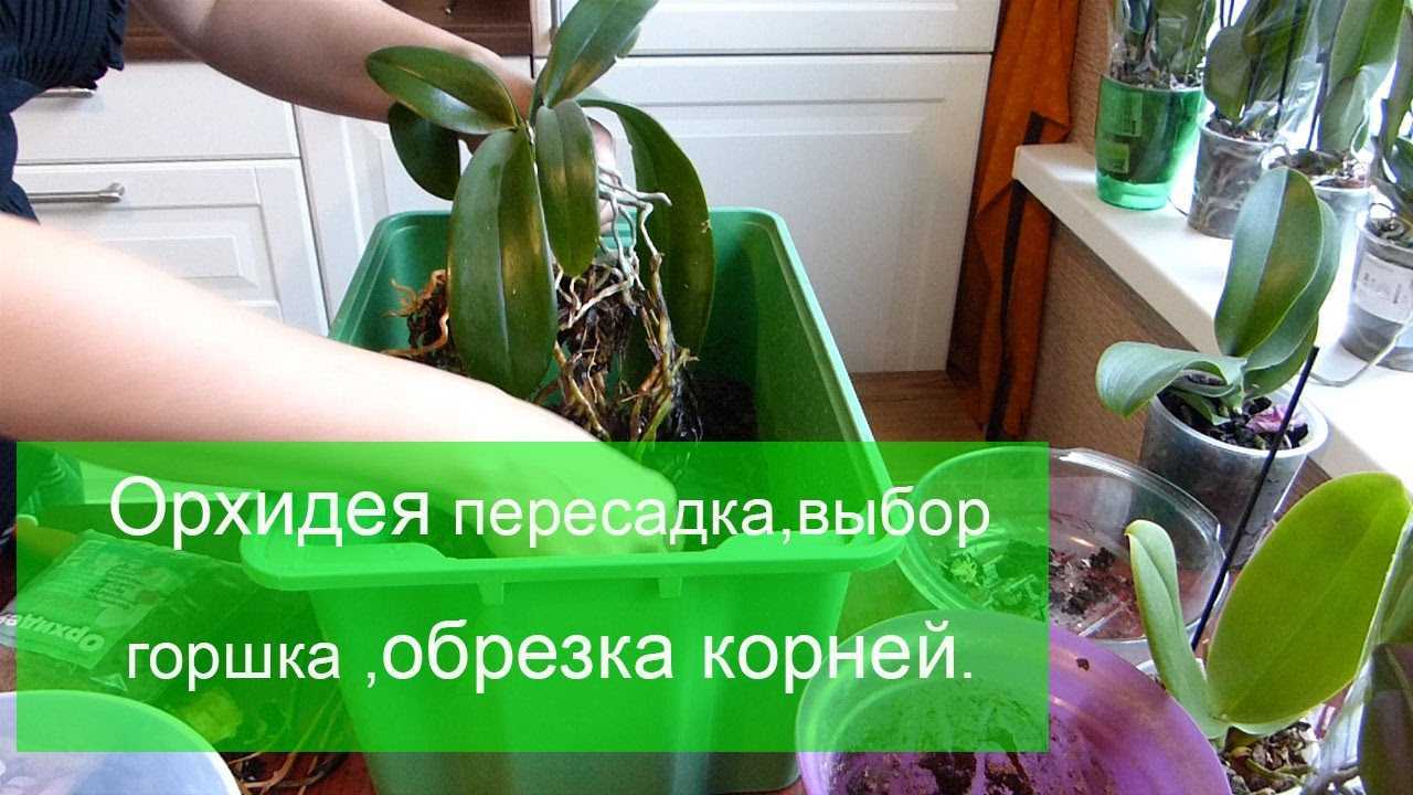 Корни орхидеи (18 фото): какие они должны быть и можно ли их обрезать? как использовать «корневин» для корневой системы? что делать, если на корнях появилась плесень?