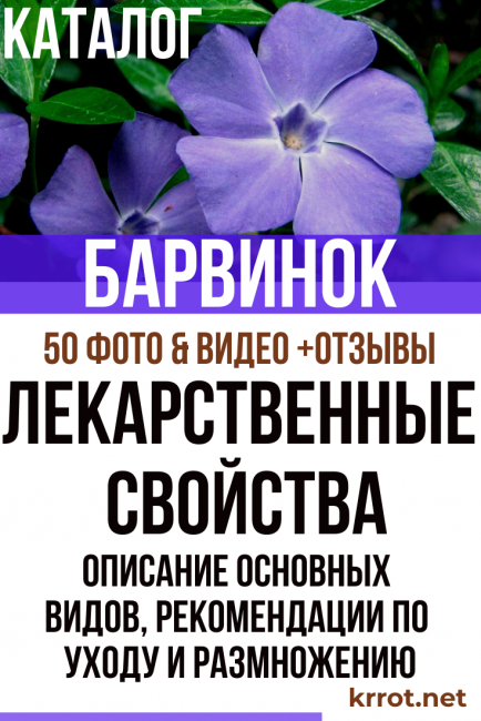 Барвинок: посадка и уход в открытом грунте, особенности выращивания, размножение - sadovnikam.ru
