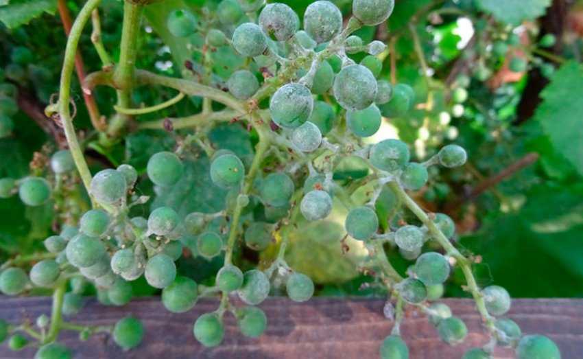 Оидиум винограда – фото и чем лечить