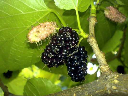 Черная шелковица: сорта с фото и описанием, выращивание и уход, размножение, отзывы