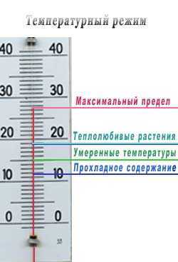 Температура для комнатных растений: комфортная температура для домашних цветов