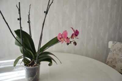 Как продлить жизнь букету из орхидей