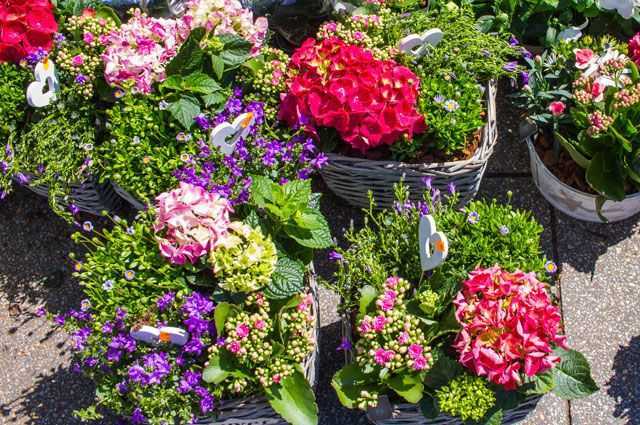 Растения и цветы для трудных уголков сада – тени, заболоченных, сухих и неплодородных участков - огород, сад, балкон - медиаплатформа миртесен
