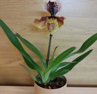 Орхидея пафиопедилум или венерин башмачок (paphiopedilum). уход, посадка и размножение в домашних условиях. | floplants. о комнатных растениях