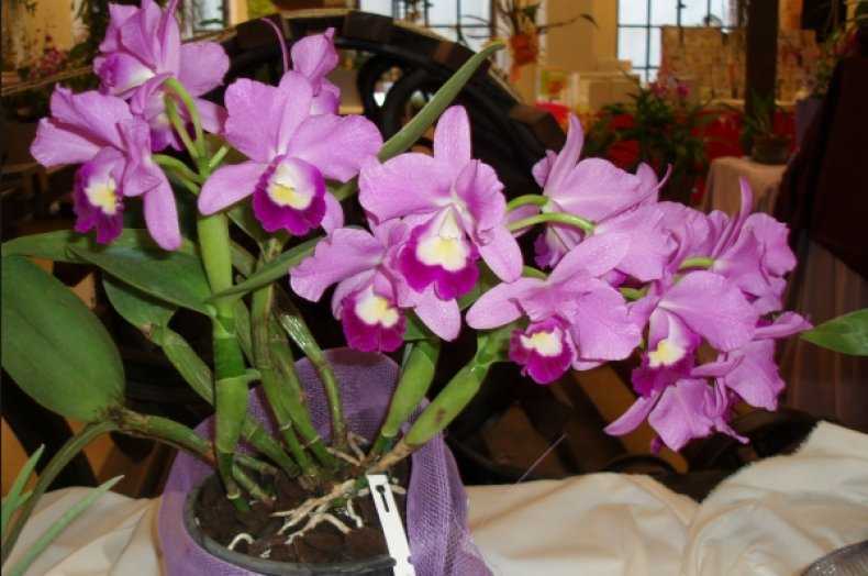 Орхидея каттлея (56 фото): уход за цветком в домашних условиях. способы размножения. реанимация корней. правила пересадки орхидеи