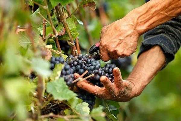 Как обрезать молодой виноград осенью, уход за кустом