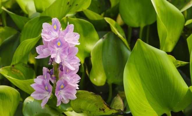 Водный гиацинт: описание и выращивание в домашних условиях