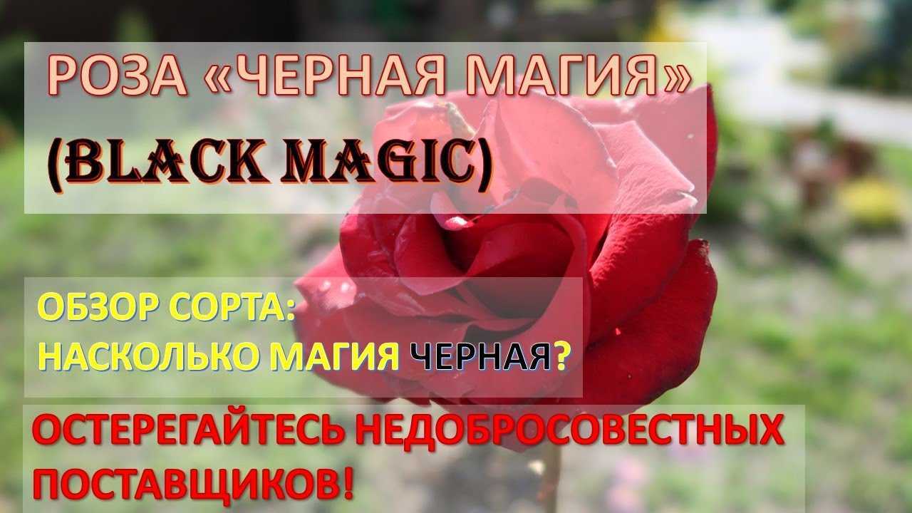 Роза «черная магия» – основные характеристики, правила посадки, ухода, размножения и пересадки