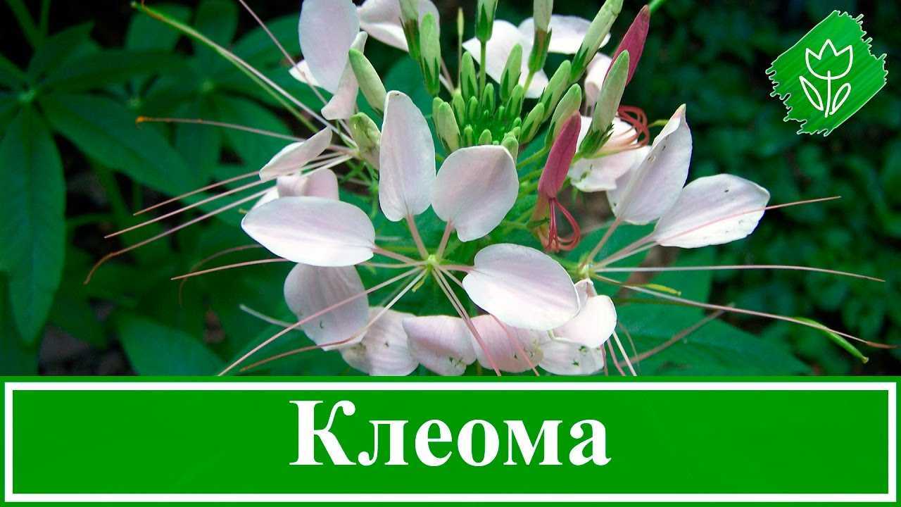 Клеома: посадка и уход в открытом грунте, выращивание из семян