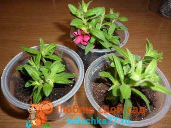 Цветок калибрахоа (calibrachoa parviflora)