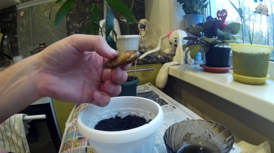Экзотика в домашних условиях: выращивание манго из косточки