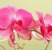 Температура содержания для орхидей: при какой хранить, какую выдерживает и какой режим зимой должен быть