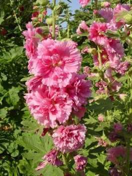 Шток-роза: выращивание из семян, посадка, уход и сорта растения