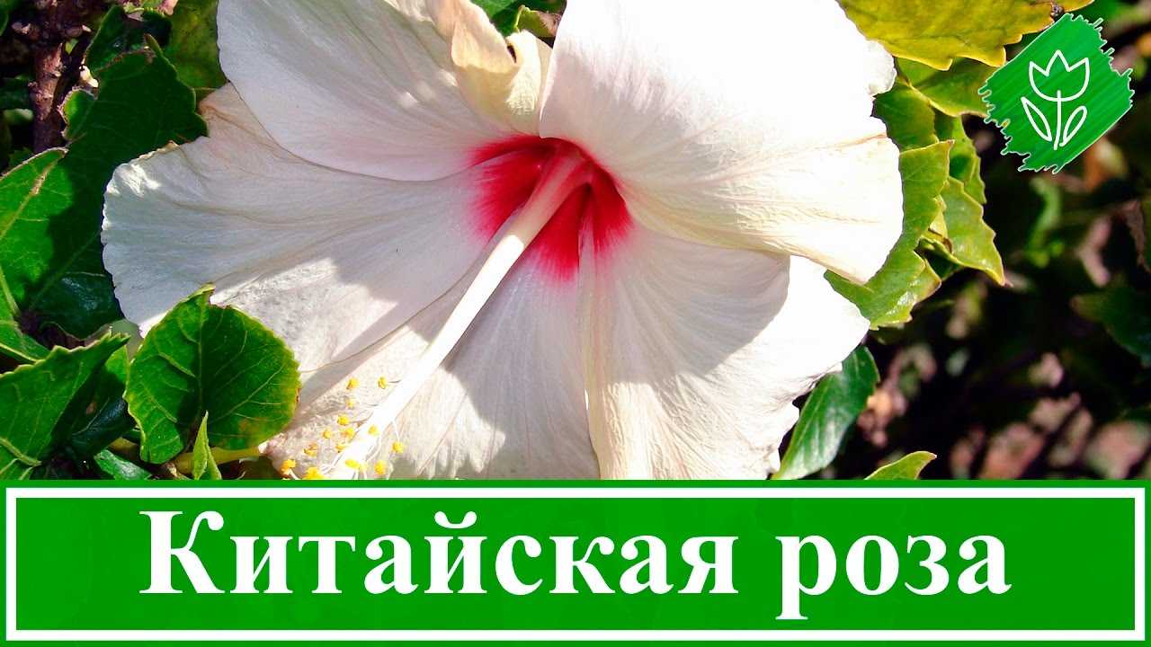 Гибискус — рубин вашего дома. уход, выращивание, размножение. фото — ботаничка.ru
