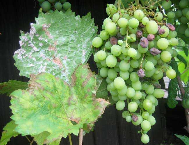 Как определить и как вылечить виноград от мучнистой росы или оидиума