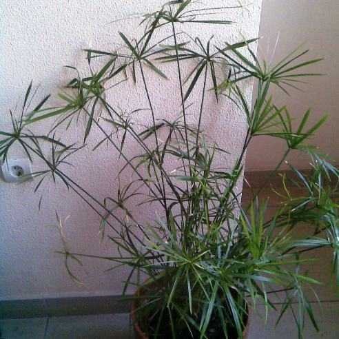 Циперус cyperus - уход в домашних условиях, виды, размножение, проблемы выращивания