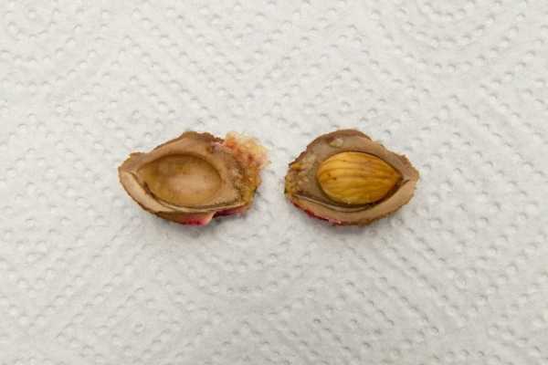 Как вырастить персик из косточки: технология посадки, видео и фото