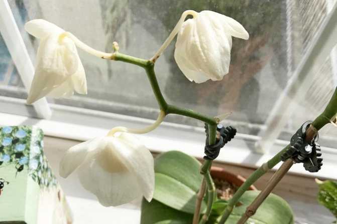 Болезни орхидей (31 фото): описание болезней фаленопсиса и других видов и их лечение. что делать, если у орхидеи липкие листья? почему она засыхает или не растет?
