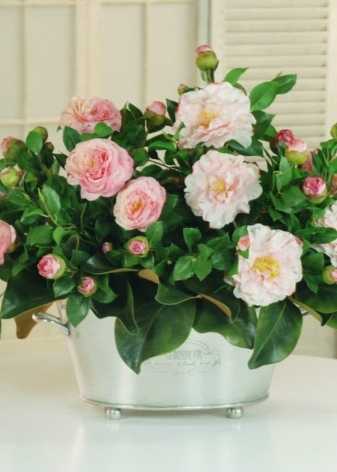 Выращивание садовых роз: основные правила ухода - проект "цветочки" - для цветоводов начинающих и профессионалов