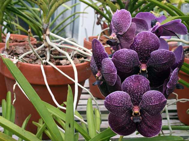 Орхидея ванда – любительница солнца и тропических ливней