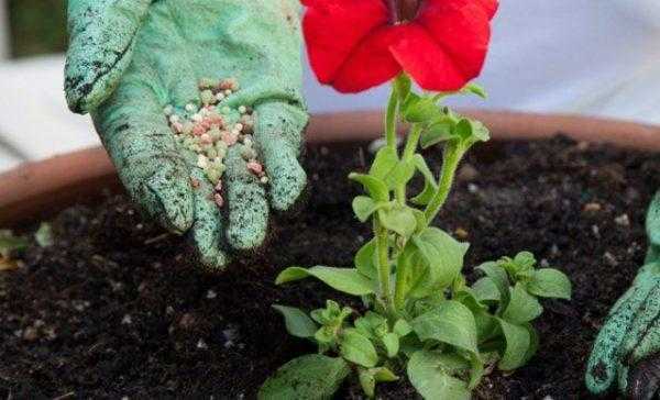 Выращивание стрептокарпуса из семян в домашних условиях с пошаговыми фото