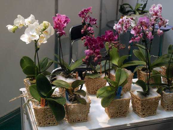 Выращивание орхидея сорта аганизия: отзывы, фото, размножение