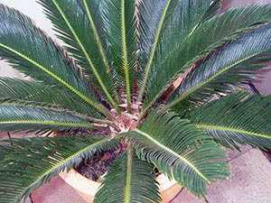 Выращивание пальмы цикас дома: уход, размножение, пересадка, болезни и вредители