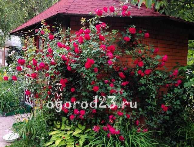 Роза чиппендейл (chippendale): фото, отзывы, описание, характеристики.