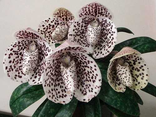 Пафиопедилум, еще одна орхидея в домашней коллекции