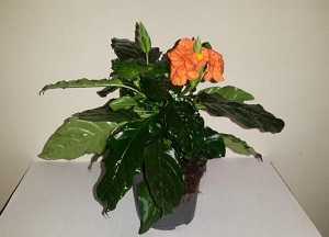 Кроссандра (39 фото): уход за комнатным цветком в домашних условиях. почему у кроссандры краснеют листья? способы ее размножения